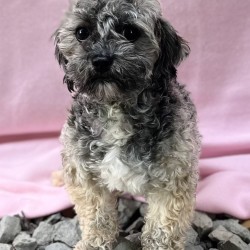 Pippa 